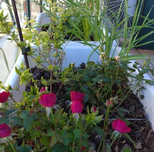 Delle Rose